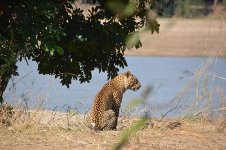 Male leopard by Luangwa River