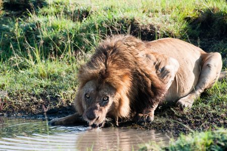 Male lion drinking in the Maasai Mara