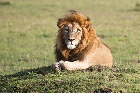 Male lion in the Maasai Mara