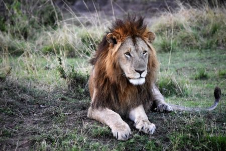 Male lion Maasai Mara