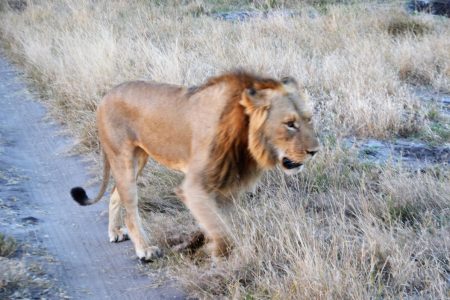 Male lion near Somalisa Expeditions Camp