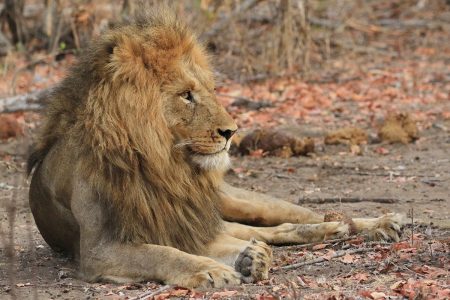 Male lion Timbavati