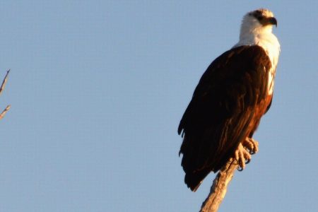 Mature fish eagle Chobe River