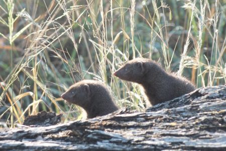 mongoose Limpopo