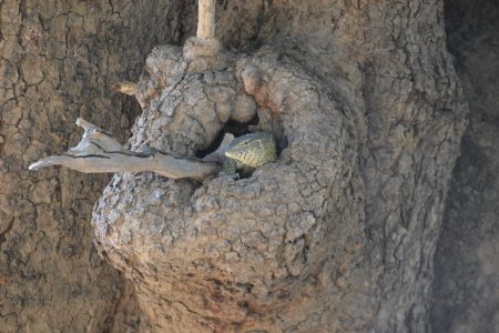 Monitor lizard South Luangwa