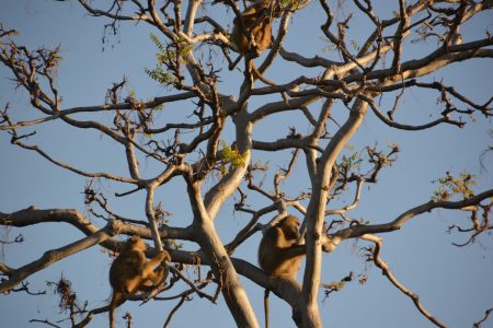 Monkeys in tree South Luangwa