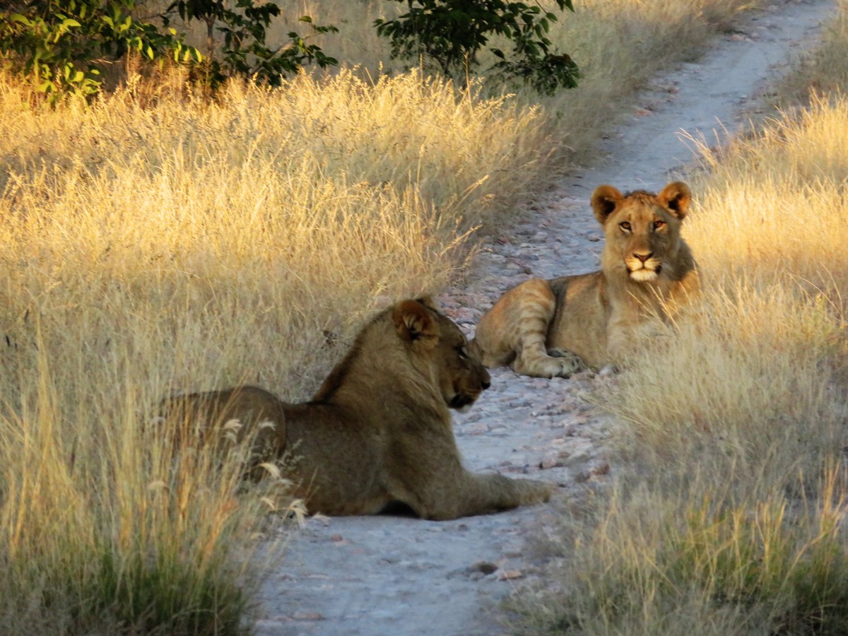 Lions in Ongava Reserve