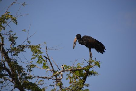 Open-billed stork South Luangwa