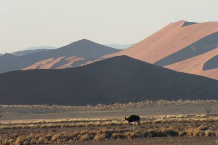 Ostrich in Damaraland