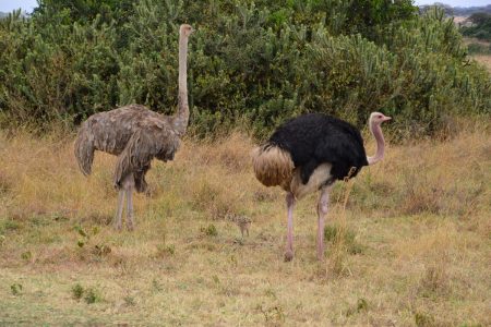 ostrich parents Hwange