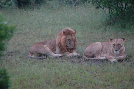 Pair of lions Maasai Mara