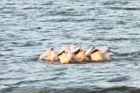 pelicans fishing teamwork