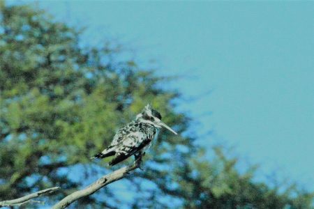 Pied kingfisher Boteti River Makgadikgadi