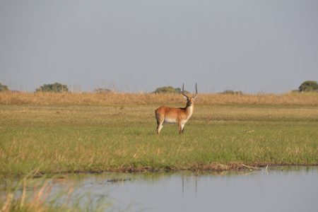 Red Lechwe Busanga