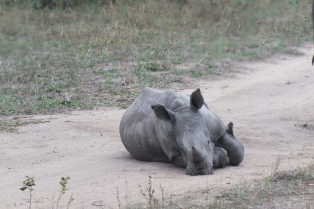 Rhino calf Limpopo