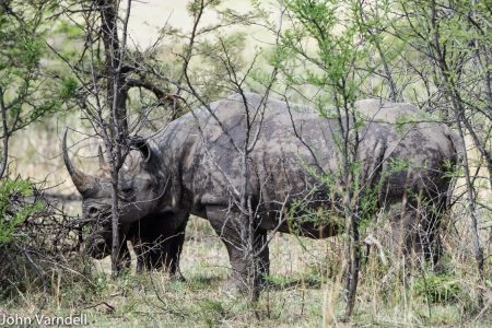 Rhino in Manyara