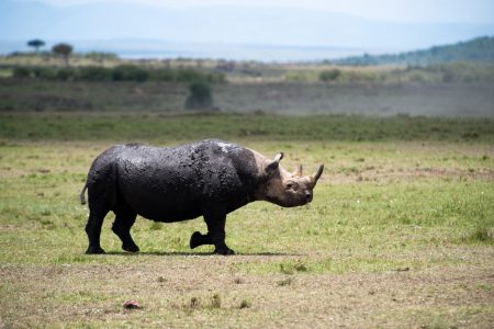 Rhinoceros in the Maasai Mara
