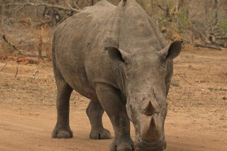 Rhinoceros in Timbavati