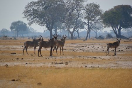 roan antelope Hwange