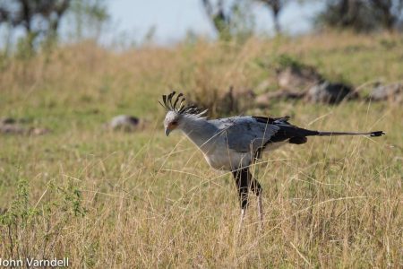 Secretary bird in Manyara