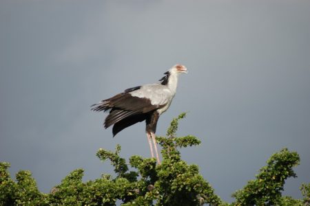 Secretary Bird - Maasai Mara