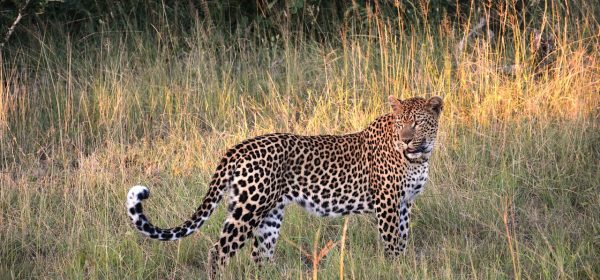 Safari Club - South Africa leopard
