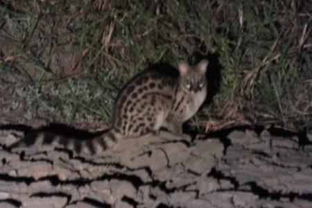 Spotted genet Limpopo
