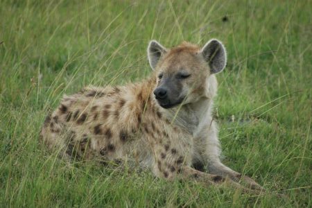 Spotted Hyena – Maasai mara