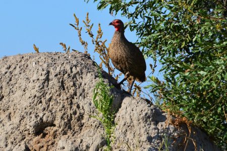 Spurfowl Gomoti Plains