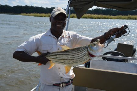 Tiger fishing Lower Zambezi