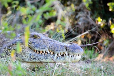 Toothy crocodile Victoria Falls cruise