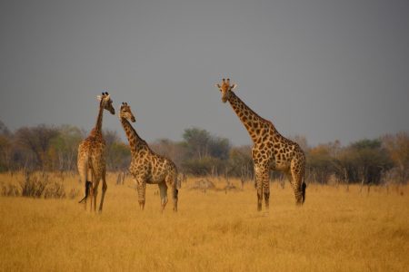 trio of giraffe Hwange