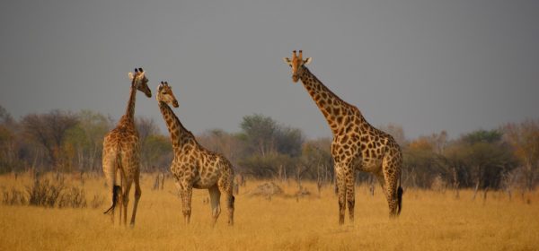 Safari Club - trio of giraffe Hwange
