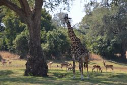 Safari Club Photos - Typical South Luangwa scene
