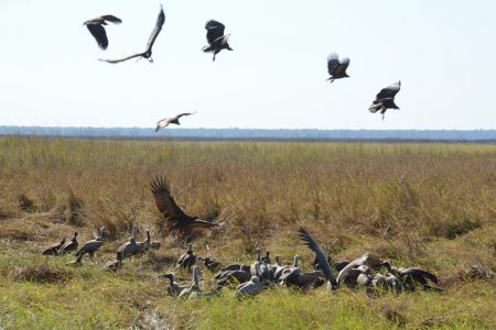 Vultures Kafue