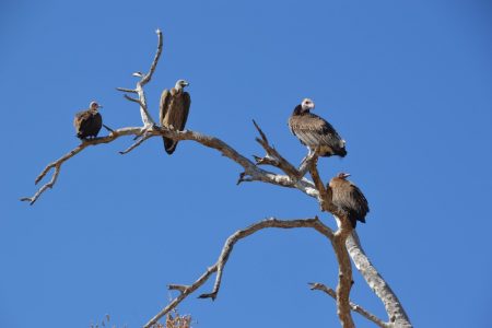 Vultures waiting for dinner South Luangwa