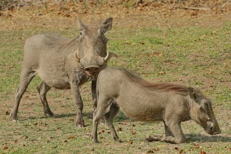 Warthogs at Timbavati