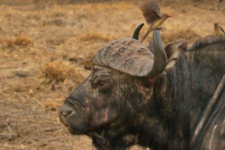 Water buffalo head Timbavati