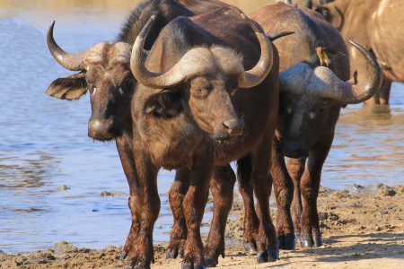 Water buffalo herd Timbavati