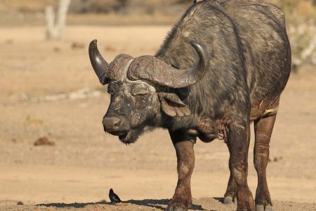 Water buffalo Timbavati