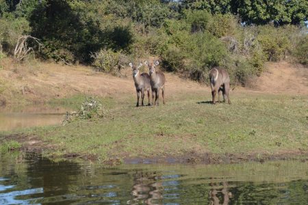 Waterbuck Chongwe River