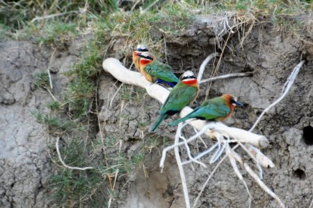 White-fronted Bee-eater colony Zambezi River