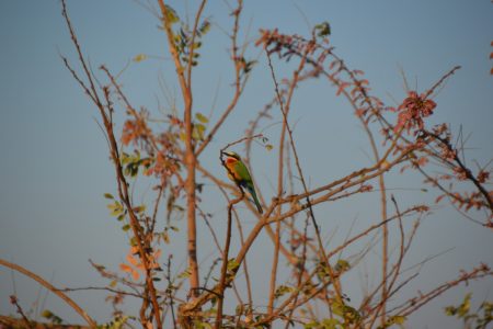 White-fronted bee-eater South Luangwa