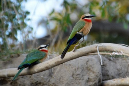 White-fronted Bee-eaters Zambezi