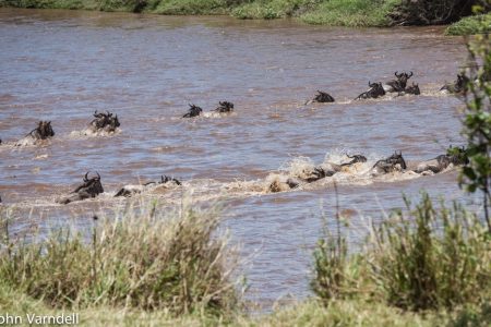 Wildebeest crossing river Serengeti