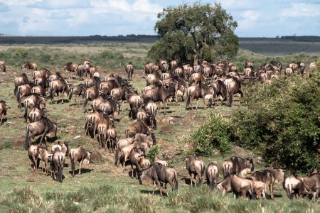 Wildebeest migration in the Maasai Mara