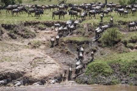 Wildebeest migration Serengeti