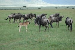 Safari Club Photos - Wildebeest with young Maasai Mara