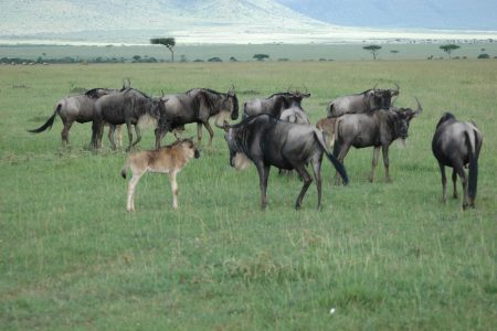 Wildebeest with young Maasai Mara