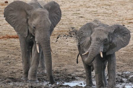 Young elephants Timbavati